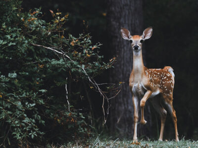 Deer In Forest